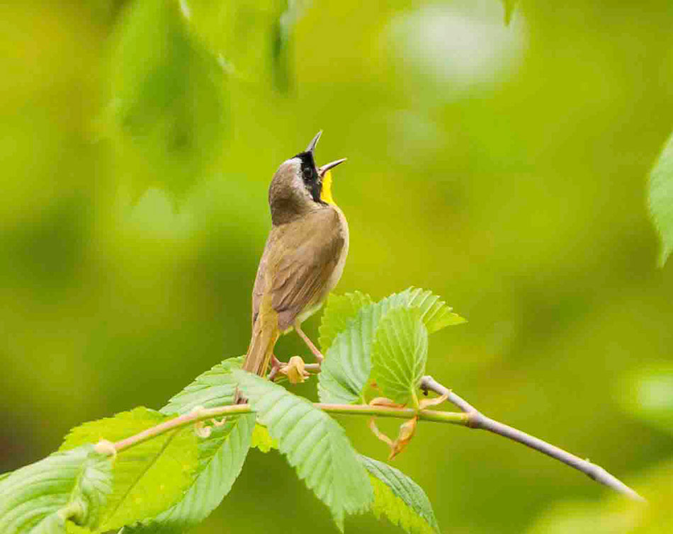 Bird Song - A Chirping Tweet For The Day